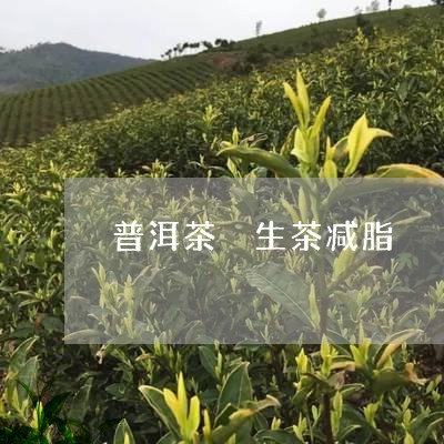 普洱茶 生茶减脂/2023041151694